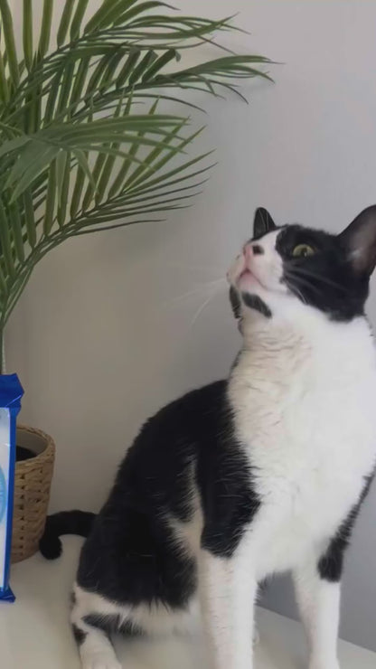 Plis Plas Cleaning Gloves 4CATS